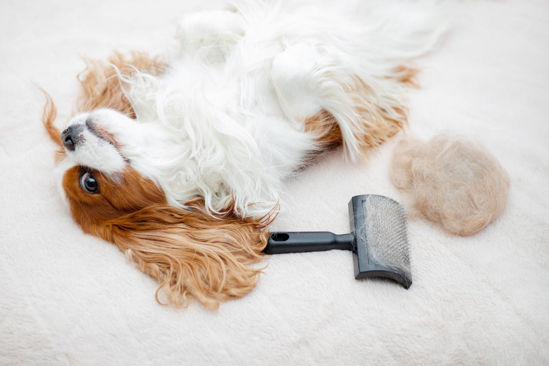 Do Air Purifiers Help with Dog Hair?