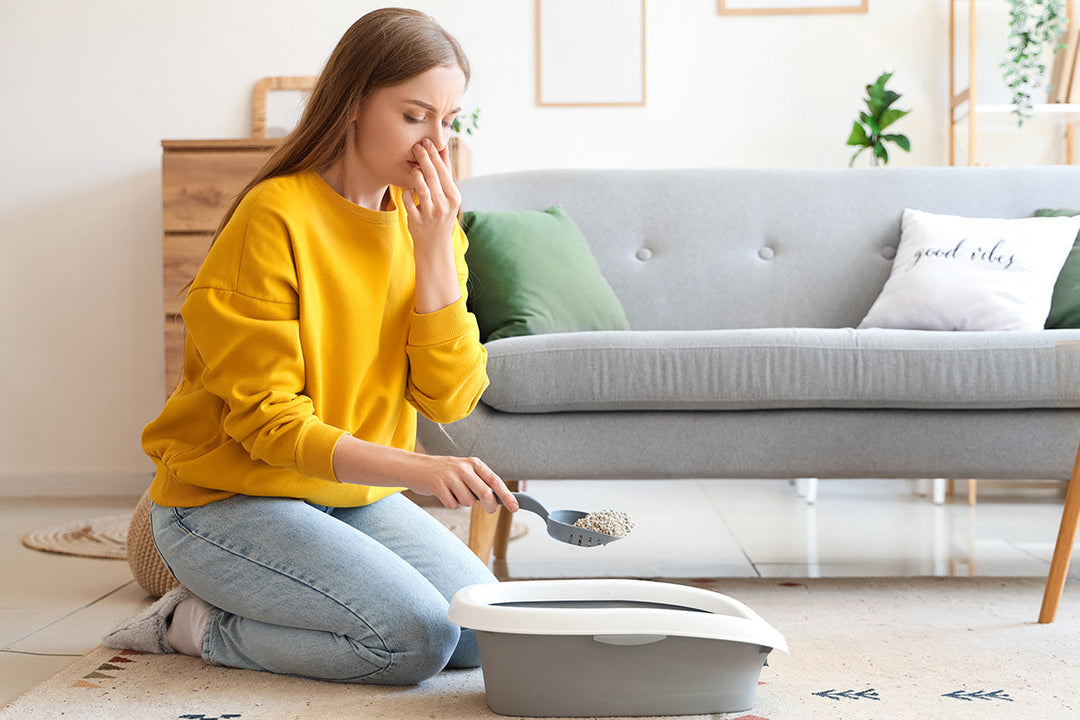 Do Air Purifiers Help with Smell?