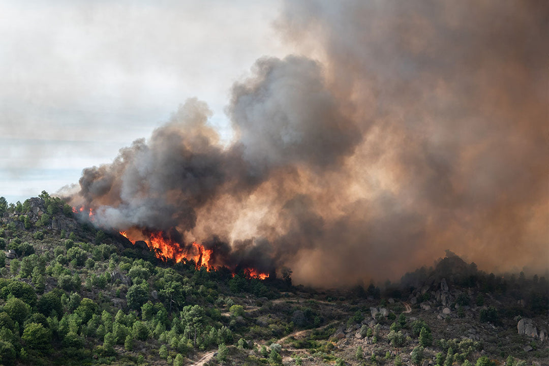 Enough Already! Who is the Wildfire Smoke Killer?