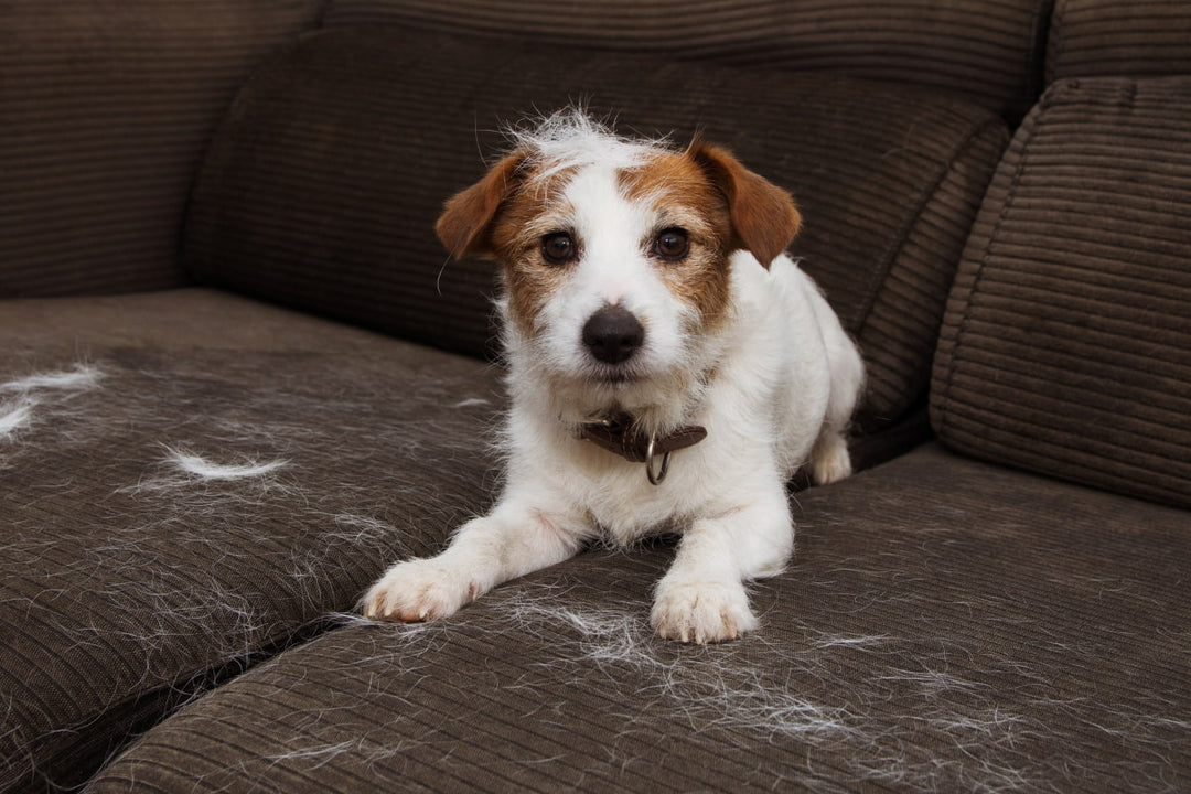 How to Eliminate Pet Hair and Odors from Your Home
