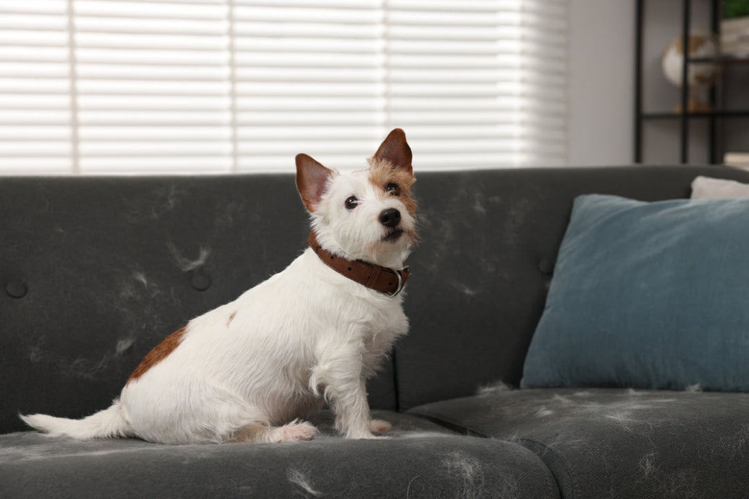 How to Eliminate Pet Hair and Odors from Your Home